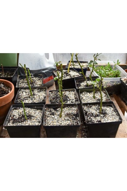 Троянда Rose Mariatheresia в контейнері